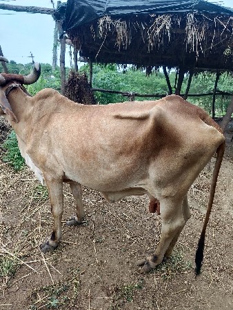 આ ગાય 🐄 વેચવાની છે.