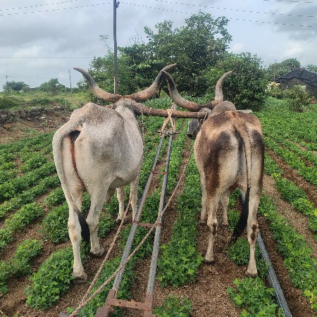 બળદ