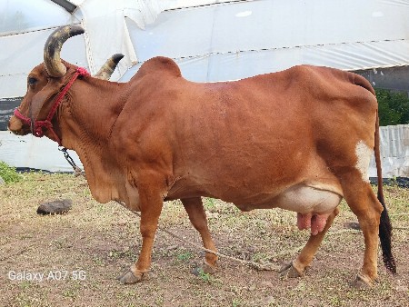 ગાય વેચવાની