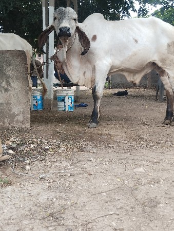 ગીર વાસડો વેસવાનો સે