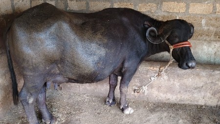 ભેંસ વેચવાની છે