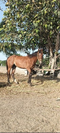 ghodi 6 devani
