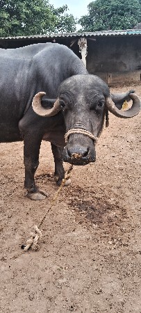 ભેંસ વેચવાની છે