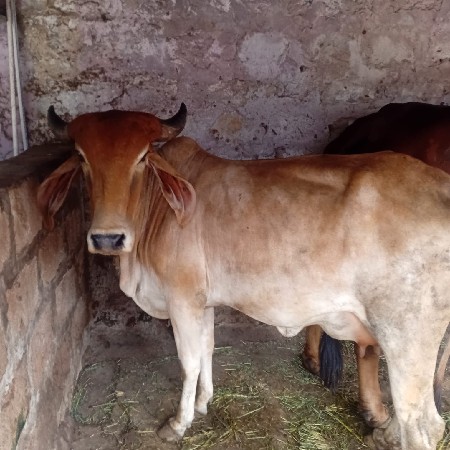 હોડકી વેચવાની છે