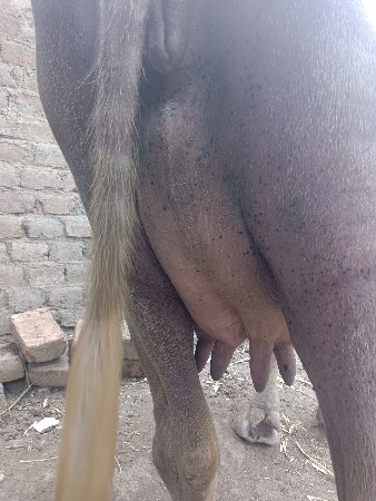 ભેસ