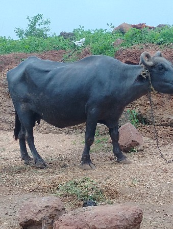 ભેંસ વેચવાની છે