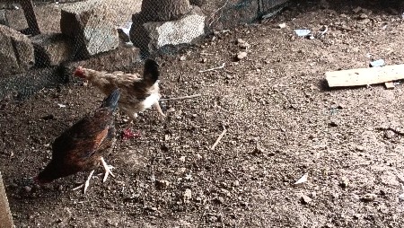 મુરધી,મુરધો, પંઠા વહેંચવા ના ‌છે