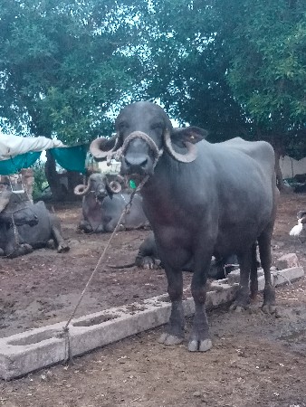 ખડેલી વેચવાની છે....