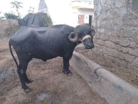 7 મહિના ઞાભણી