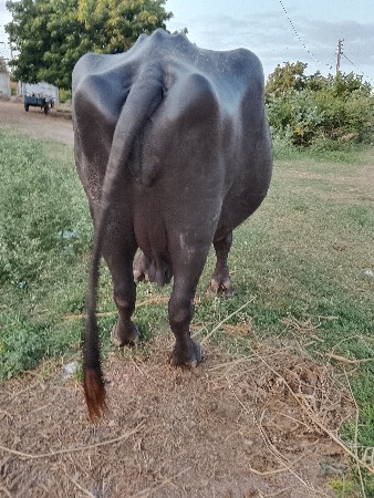 ભેંસ વેચવાની છે