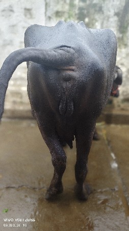 પેલુ વેતર