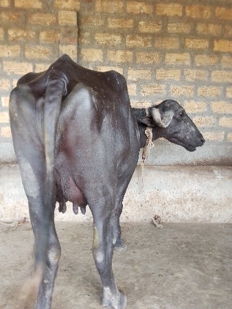 પેલા વેતરમાં ખડેલી વેચવાની છે