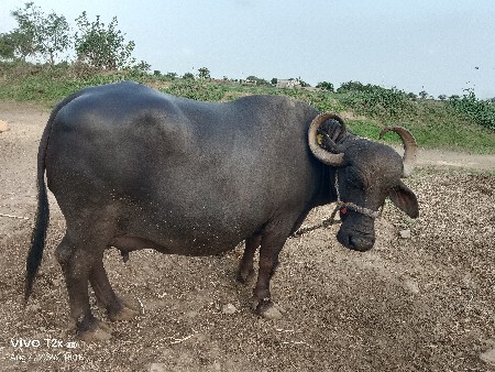 ભેંસુ વેચવાની છે
