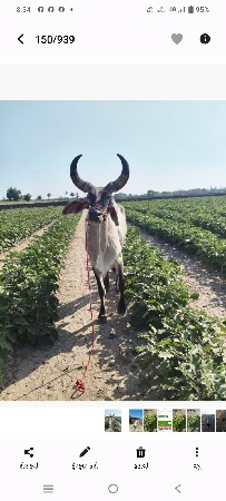 ગોટલો વેચવાનો