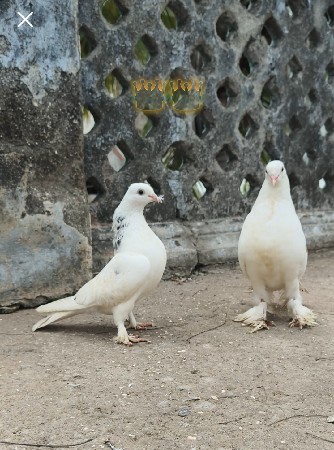 ચોટી મોજારા