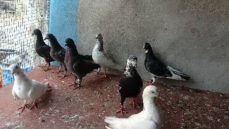 કબૂતર વેચવાના છે