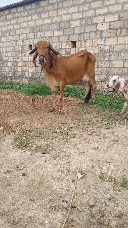 ગીર ગાય 2 વેચવાની છે