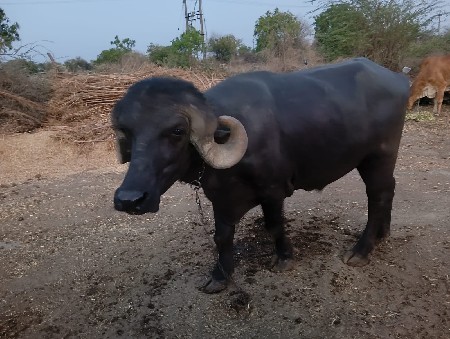 જાફરાબાદી પાડો