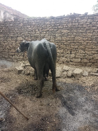ભેંસ વેચવાની છે