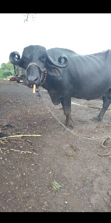 ભેંસ વેચવાની છે