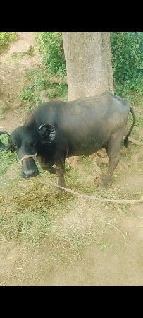 bhes vesvani chhe