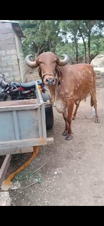 ગાય વેચવાની છે