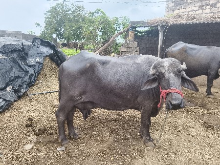 ભેંસ વેચવાની છે વેતર ત્રજો