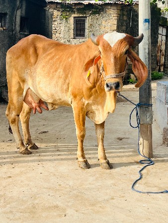ગીર ટીલડી હોડકી વેચવાની છે