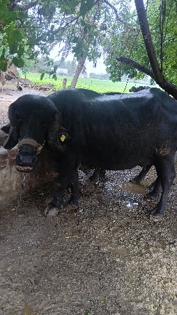 ભેંસ વેચવાની છે