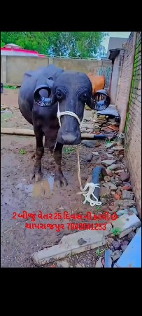 2 biju vetr 20 divs ni kasi