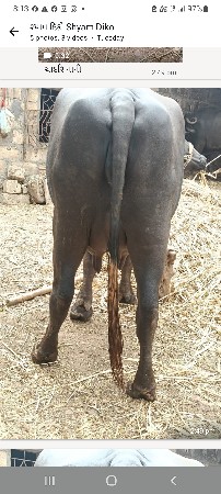 2 ભેશ