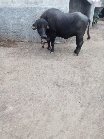 પેલું વેતર