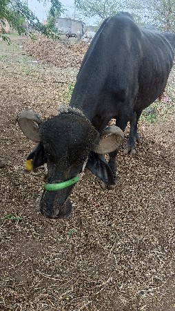 ભેંસ વેચવા ની છે