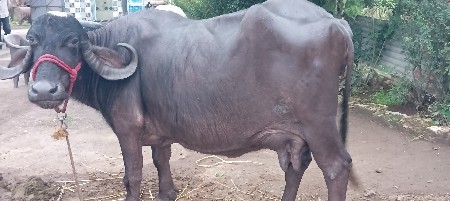 2 ભેંસ વેચવાની છે