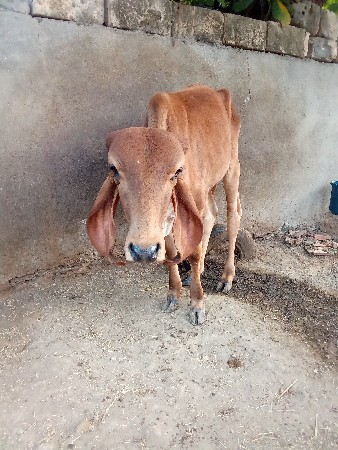 ખુટ વેચવાનો સે