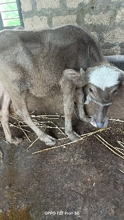 ભૂરી પાડી વેચવાની છે