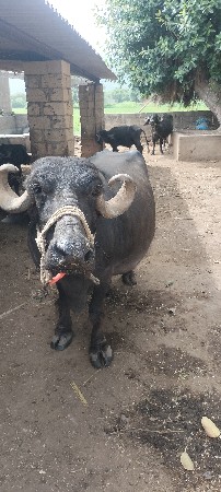 ભેંસ વેચવાની છે...