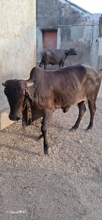 ગાય