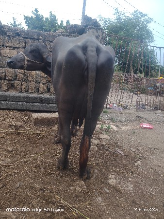 ભેંસ વેચવાની છે