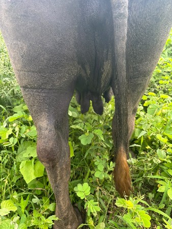 ભેંશ વેચવા ની સે