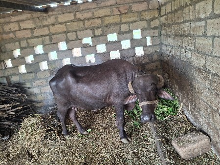 પેલા વેતરની