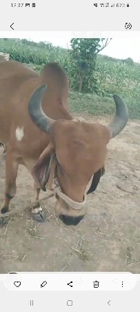 ગાય