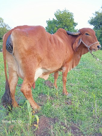 ગાય વેચવાની છે