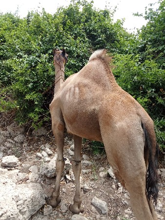माधवपुर