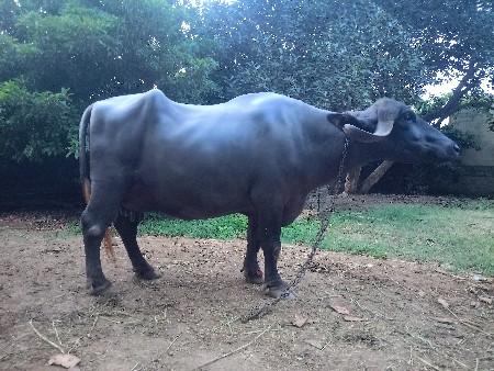 ભેંસ વેસવાની છે.
