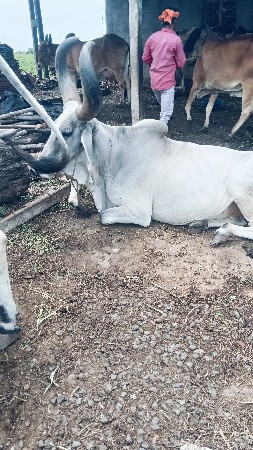 બળદ વેચવાના છે
