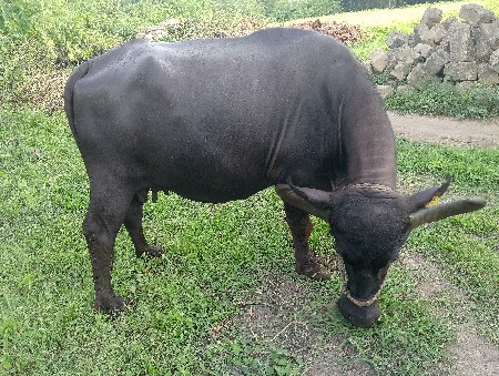 ભેંસ વેચવાની છે