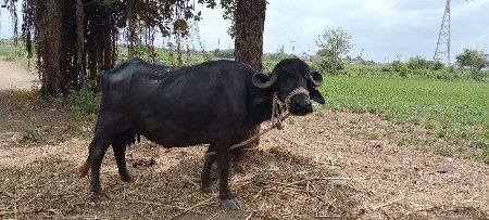 ભેંશ વેચવાની છે