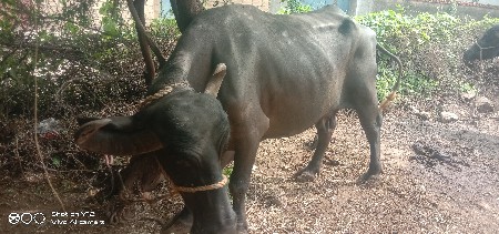 ભેસવેસવાનીસે