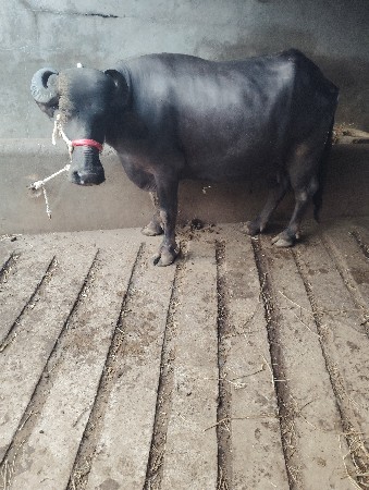 બે ભેસ વેચવાની સે